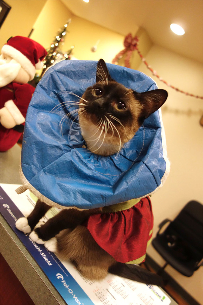 An adorable siamese cat with a dress on and a special cone around it's neck.