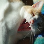 Melvin yawning wide, showing his fangs.