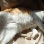 Melvin the cat sleeping on his back in the sun.