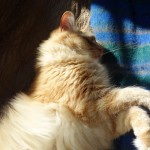 Fluffy orange cat, Rudy, sound asleep in the sun.