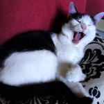 Wally the cat yawning wide!