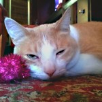 Melvin, an orange and white cat, sleeps with his favorite toy, a bright fuschia colored ball.
