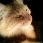 Closeup of incredibly beautiful Rudy, a long haired ginger colored cat.