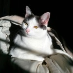 Wally, a black and white cat, sits proudly in a patch of sunshine.
