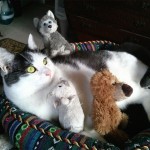 Wally poses in his cat bed with all his favorite stuffed animals he drags around the house.