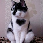 A beautiful black and white cat with a perfect black heart on his chest.