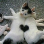 Two kittens laying side by side and their spots match up to make a perfect heart.