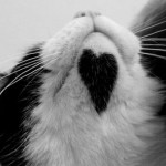 A black and white cat with a perfect black heart patch under his chin.