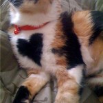 A tortoishell cat with a perfect black heart patch on her chest.