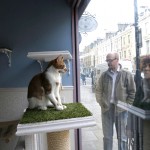 A man and woman watch one of the cats through the window.