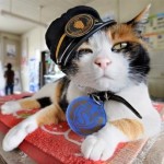 An adorable calico cat sitting on a perch in a train station. She is wearing a small conductors hat.