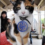 Tama, an adorable calico cat, wearing her stationmaster hat.